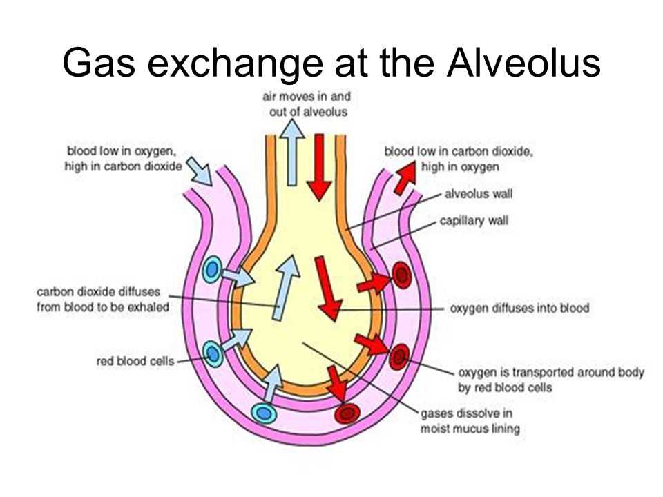 The Process Of Gas Exchange In The Alveolus Explained With Diagrams